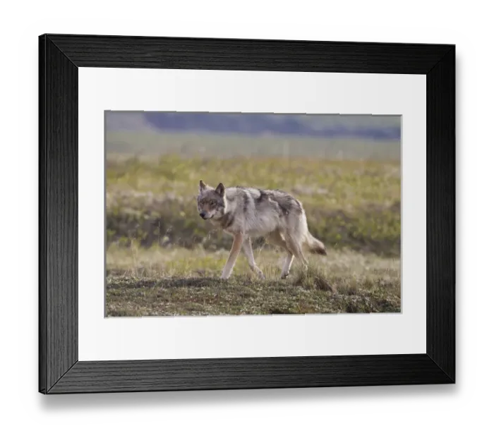 Framed Print : A young gray wolf from the Grant Creek Pack in Denali National Park trots across Framed Print : A young gray wolf from the Grant Creek Pack in Denali National Park trots across