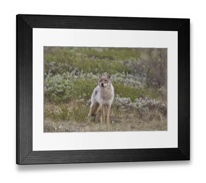 Framed Print : A young gray wolf from the Grant Creek Pack in Denali National Park trots across Framed Print : A young gray wolf from the Grant Creek Pack in Denali National Park trots across