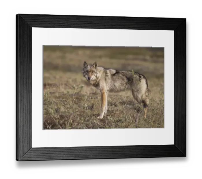 Framed Print : A young gray wolf from the Grant Creek Pack in Denali National Park stands on Framed Print : A young gray wolf from the Grant Creek Pack in Denali National Park stands on