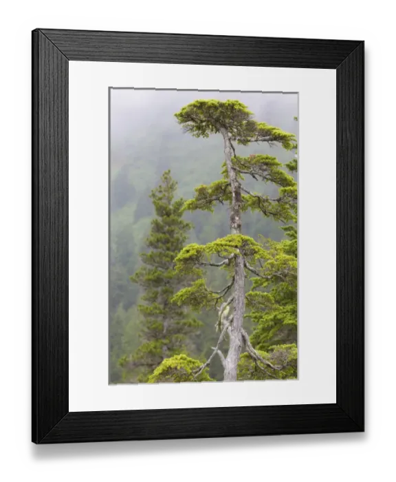 Framed Print : USA, Alaska, Glacier Bay National Park. Scenic of hemlock tree Framed Print : USA, Alaska, Glacier Bay National Park. Scenic of hemlock tree