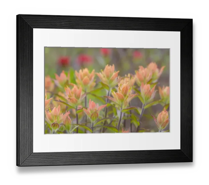 Framed Print : USA, Alaska, Glacier Bay National Park. Indian paintbrush flowers Framed Print : USA, Alaska, Glacier Bay National Park. Indian paintbrush flowers
