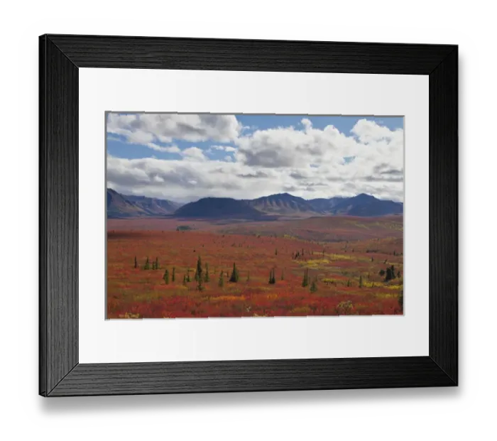 Framed Print : Denali National Park, Alaska, tundra on the north side of the Alaska Range turns Framed Print : Denali National Park, Alaska, tundra on the north side of the Alaska Range turns