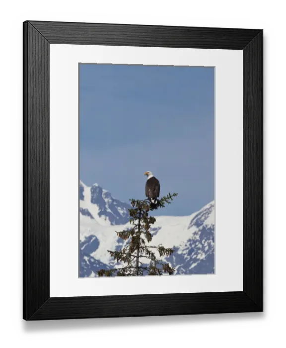 Framed Print : Prince William Sound, Alaska, a bald eagle perches in a sitka spruce top at College Fiord