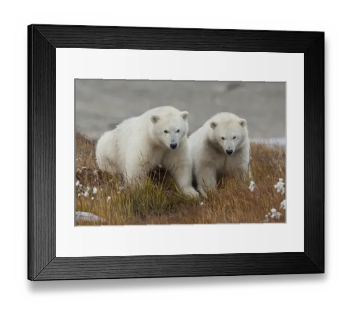 Framed Print : Arctic National Wildlife Refuge (ANWR), Alaska, twin polar bear cubs of the year Framed Print : Arctic National Wildlife Refuge (ANWR), Alaska, twin polar bear cubs of the year