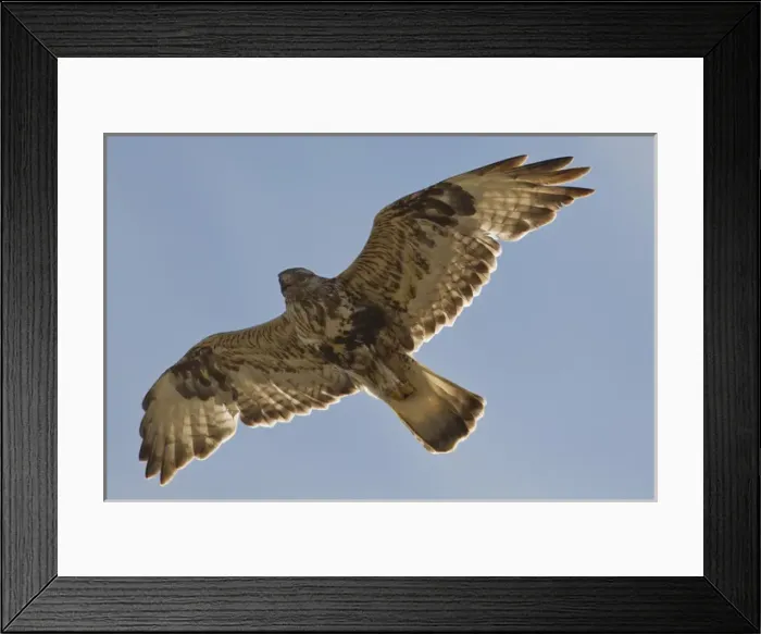Framed Print : National Petroleum Reserve-Alaska (NPR-A), a male rough-legged hawk soars near its nest