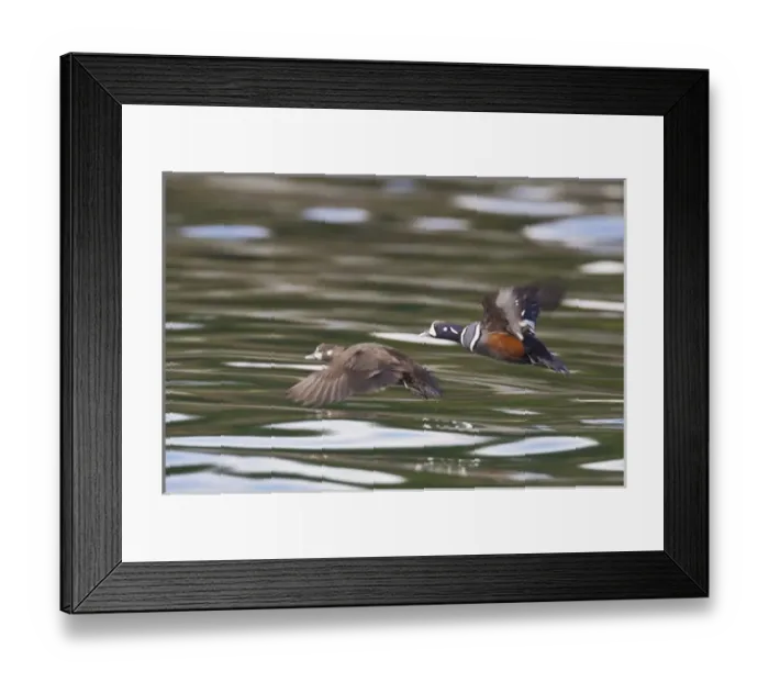 Framed Print : Prince William Sound, Alaska, a pair of harlequin ducks takes flight from the calm