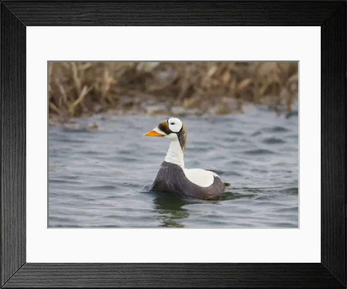 Framed Print : Arctic National Wildlife Refuge (ANWR), Alaska, a male spectacled eider patrols a