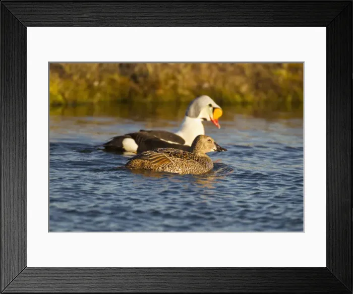 Framed Print : Arctic National Wildlife Refuge (ANWR), Alaska, a pair of king eiders protect a tundra