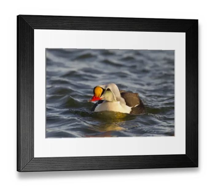 Framed Print : Arctic National Wildlife Refuge (ANWR), Alaska, a male king eider patrols a tundra pond