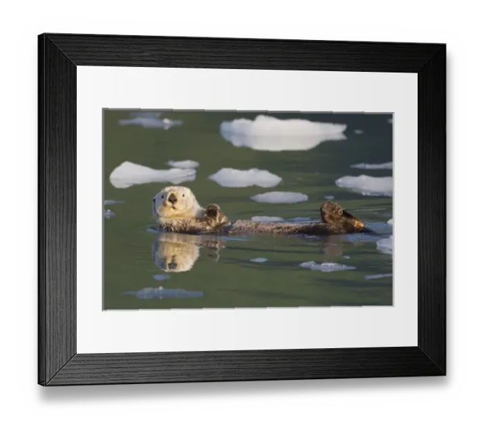 Framed Print : Prince William Sound, Alaska, sea otters play on icebergs at Surprise Inlet, Harriman Framed Print : Prince William Sound, Alaska, sea otters play on icebergs at Surprise Inlet, Harriman