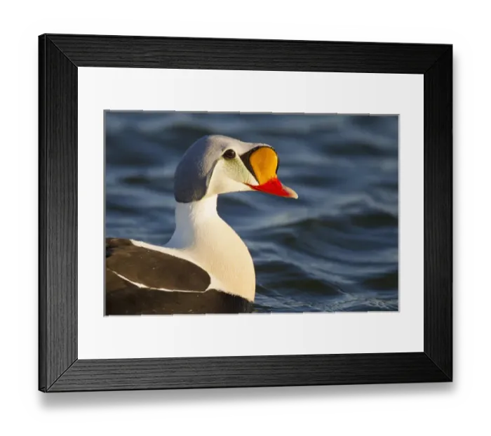 Framed Print : Arctic National Wildlife Refuge (ANWR), Alaska, a male king eider patrols a tundra pond