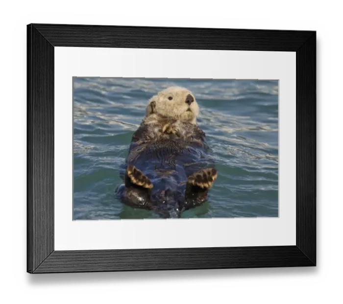 Framed Print : Prince William Sound, Alaska, sea otters play on icebergs at Surprise Inlet, Harriman