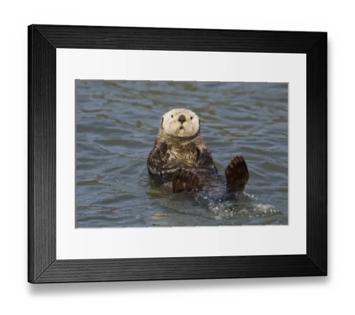 Framed Print : Prince William Sound, Alaska, sea otters play on icebergs at Surprise Inlet, Harriman