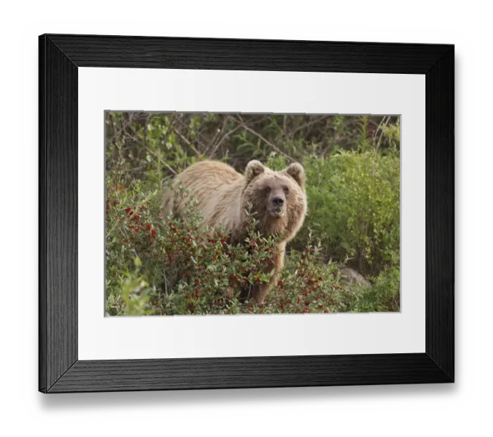 Framed Print : Gates of the Arctic National Park and Preserve, Alaska, an arctic grizzly bear forages Framed Print : Gates of the Arctic National Park and Preserve, Alaska, an arctic grizzly bear forages