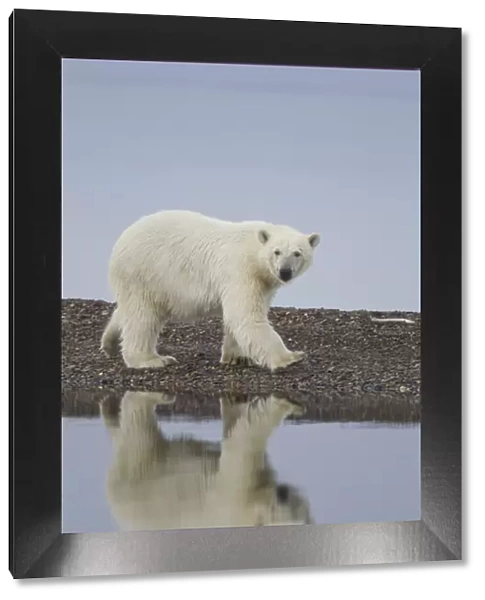USA, Alaska. Wet polar bear walking along rocky shore in Denali National Park