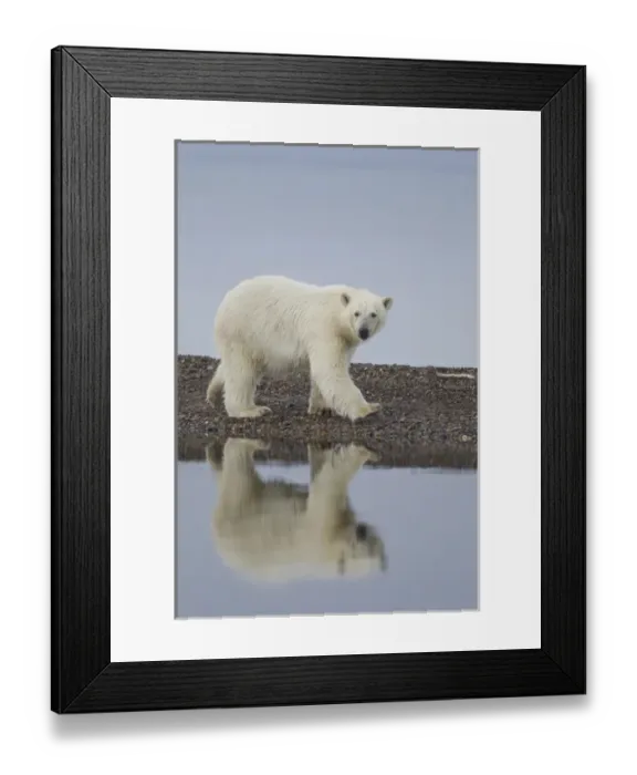 Framed Print : USA, Alaska. Wet polar bear walking along rocky shore in Denali National Park