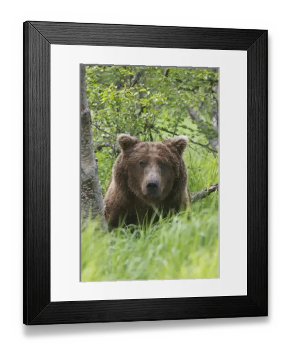 Framed Print : Katmai National Park, Alaska, a brown bear looks out from tall grass Framed Print : Katmai National Park, Alaska, a brown bear looks out from tall grass