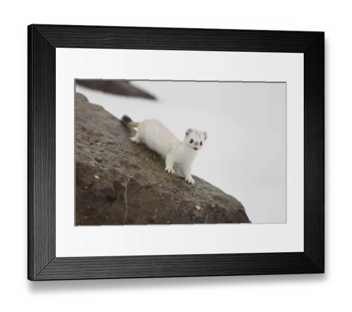 Framed Print : Brooks Range, Arctic National Wildlife Refuge (ANWR), Alaska, a short-tailed weasel