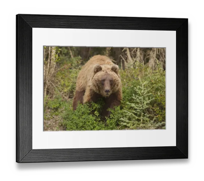 Framed Print : Gates of the Arctic National Park and Preserve, Alaska, an arctic grizzly bear forages