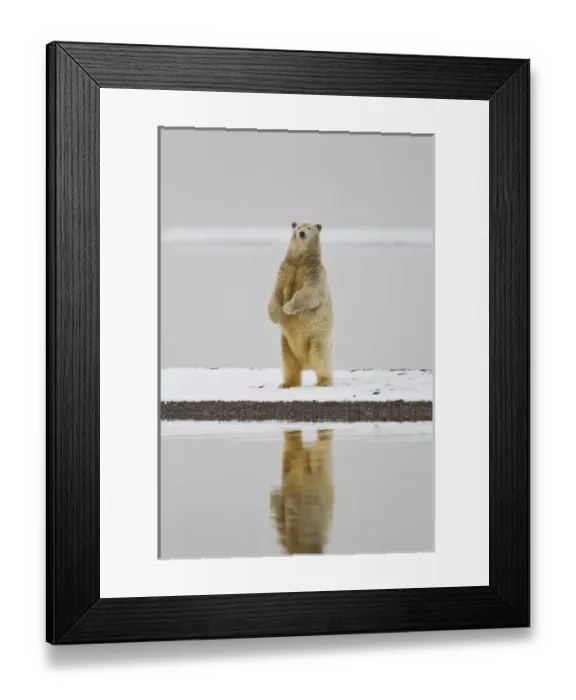 Framed Print : Arctic National Wildlife Refuge (ANWR), Beaufort Sea, Alaska, a polar bear is reflected Framed Print : Arctic National Wildlife Refuge (ANWR), Beaufort Sea, Alaska, a polar bear is reflected