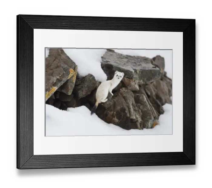 Framed Print : Brooks Range, Arctic National Wildlife Refuge (ANWR), Alaska, a short-tailed weasel Framed Print : Brooks Range, Arctic National Wildlife Refuge (ANWR), Alaska, a short-tailed weasel