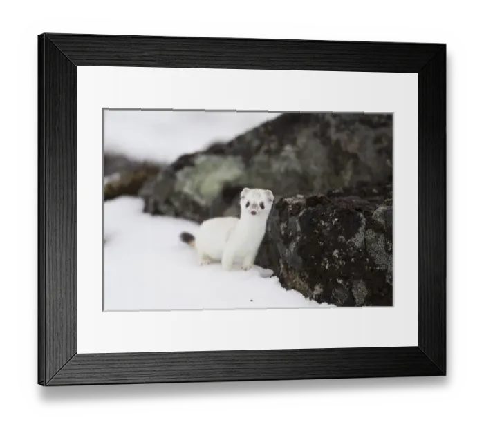 Framed Print : Brooks Range, Arctic National Wildlife Refuge (ANWR), Alaska, a short-tailed weasel Framed Print : Brooks Range, Arctic National Wildlife Refuge (ANWR), Alaska, a short-tailed weasel