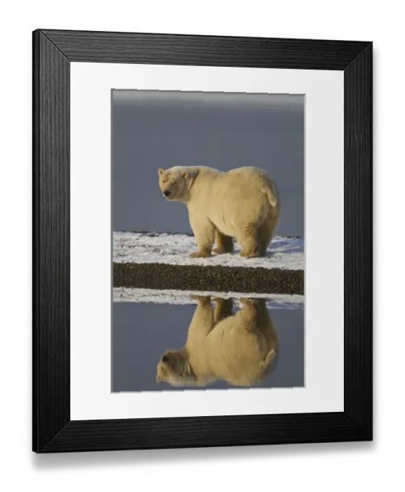 Framed Print : Arctic National Wildlife Refuge (ANWR), Beaufort Sea, Alaska, a polar bear is reflected Framed Print : Arctic National Wildlife Refuge (ANWR), Beaufort Sea, Alaska, a polar bear is reflected