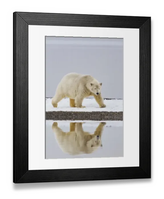 Framed Print : Arctic National Wildlife Refuge (ANWR), Beaufort Sea, Alaska, a polar bear is reflected Framed Print : Arctic National Wildlife Refuge (ANWR), Beaufort Sea, Alaska, a polar bear is reflected
