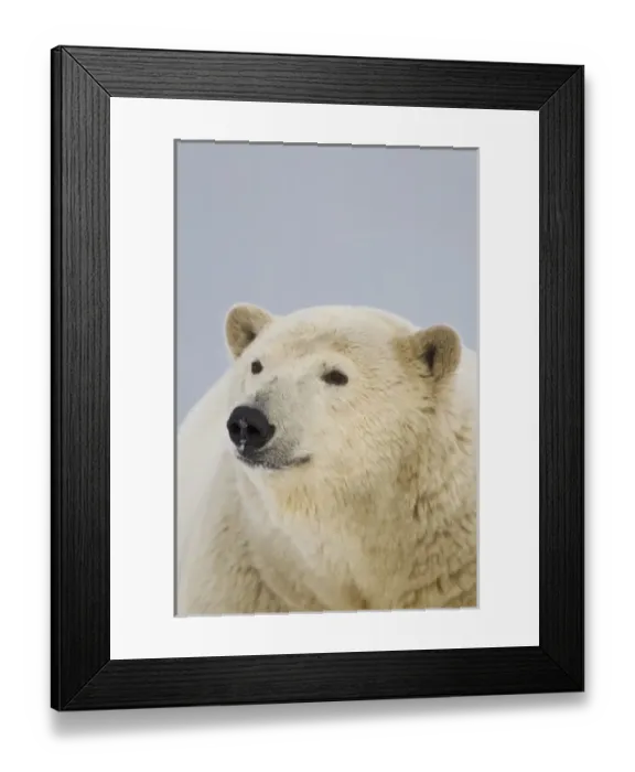 Framed Print : Arctic National Wildlife Refuge (ANWR), Beaufort Sea, Alaska, a polar bear stands Framed Print : Arctic National Wildlife Refuge (ANWR), Beaufort Sea, Alaska, a polar bear stands
