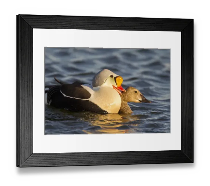 Framed Print : Arctic National Wildlife Refuge (ANWR), Alaska, a pair of courting king eiders in a tundra pond Framed Print : Arctic National Wildlife Refuge (ANWR), Alaska, a pair of courting king eiders in a tundra pond