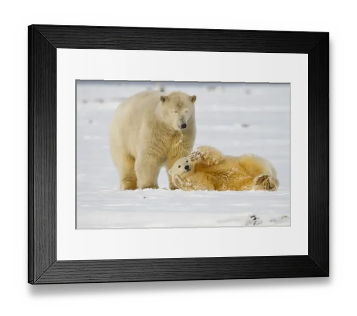 Framed Print : Arctic National Wildlife Refuge (ANWR), Beaufort Sea, Alaska, a polar bear mother Framed Print : Arctic National Wildlife Refuge (ANWR), Beaufort Sea, Alaska, a polar bear mother