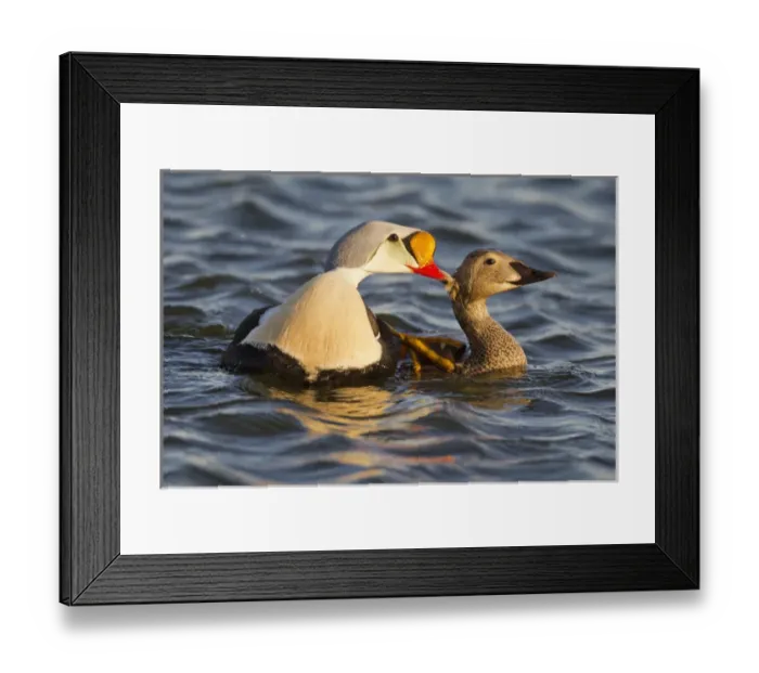 Framed Print : Arctic National Wildlife Refuge (ANWR), Alaska, a pair of courting king eiders in a tundra pond Framed Print : Arctic National Wildlife Refuge (ANWR), Alaska, a pair of courting king eiders in a tundra pond