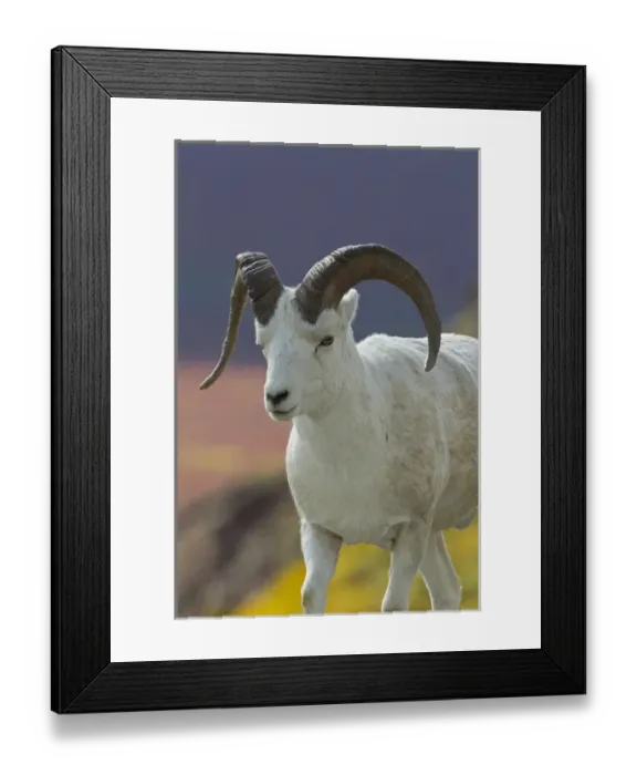 Framed Print : USA, Alaska. Adult Bighorn sheep