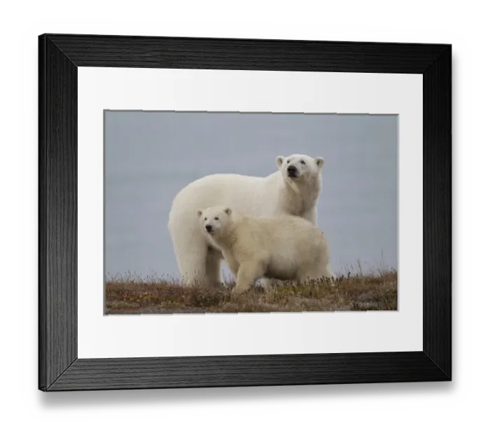 Framed Print : Arctic National Wildlife Refuge (ANWR), Alaska, a polar bear mother and her cub rest Framed Print : Arctic National Wildlife Refuge (ANWR), Alaska, a polar bear mother and her cub rest