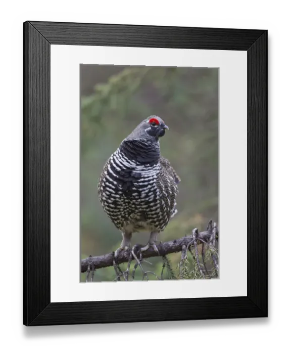 Framed Print : Arctic National Wildlife Refuge (ANWR), Alaska, a male spruce grouse displays