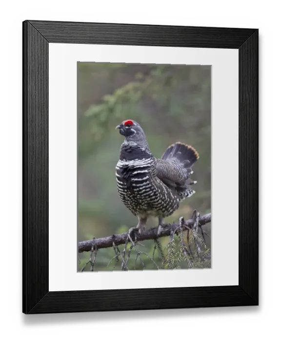 Framed Print : Arctic National Wildlife Refuge (ANWR), Alaska, a male spruce grouse displays Framed Print : Arctic National Wildlife Refuge (ANWR), Alaska, a male spruce grouse displays