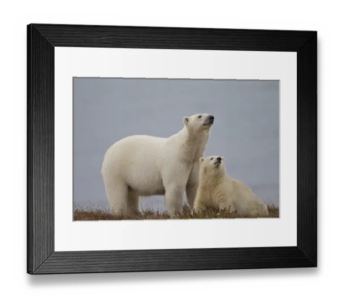 Framed Print : Arctic National Wildlife Refuge (ANWR), Alaska, a polar bear mother and her cub rest Framed Print : Arctic National Wildlife Refuge (ANWR), Alaska, a polar bear mother and her cub rest