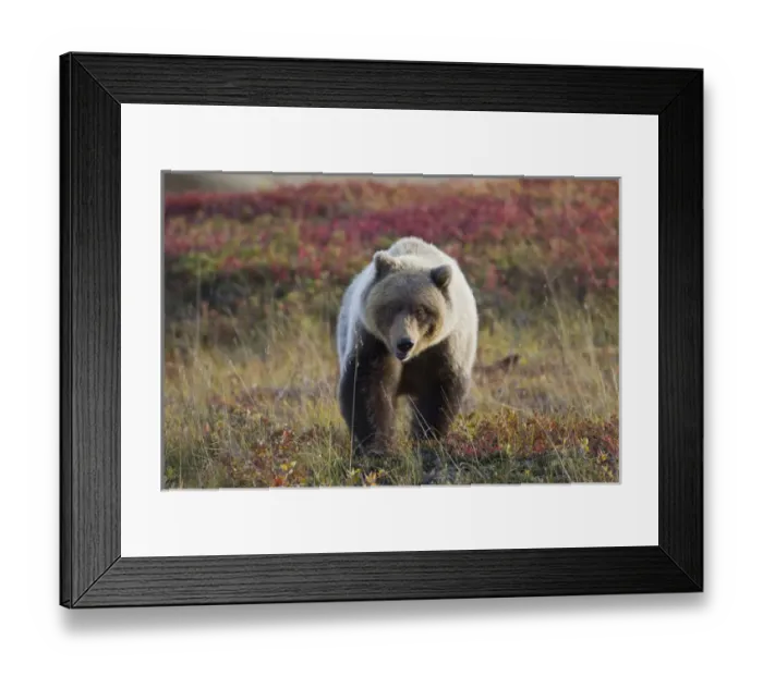 Framed Print : Denali National Park, Alaska, a male grizzly bear sits in brilliantly colored tundra Framed Print : Denali National Park, Alaska, a male grizzly bear sits in brilliantly colored tundra
