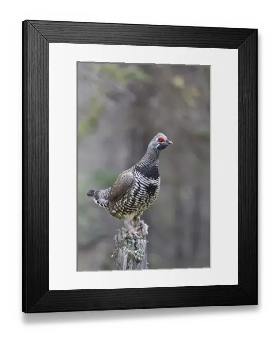 Framed Print : Arctic, Alaska, a male spruce grouse displays for females from a dead tree stump