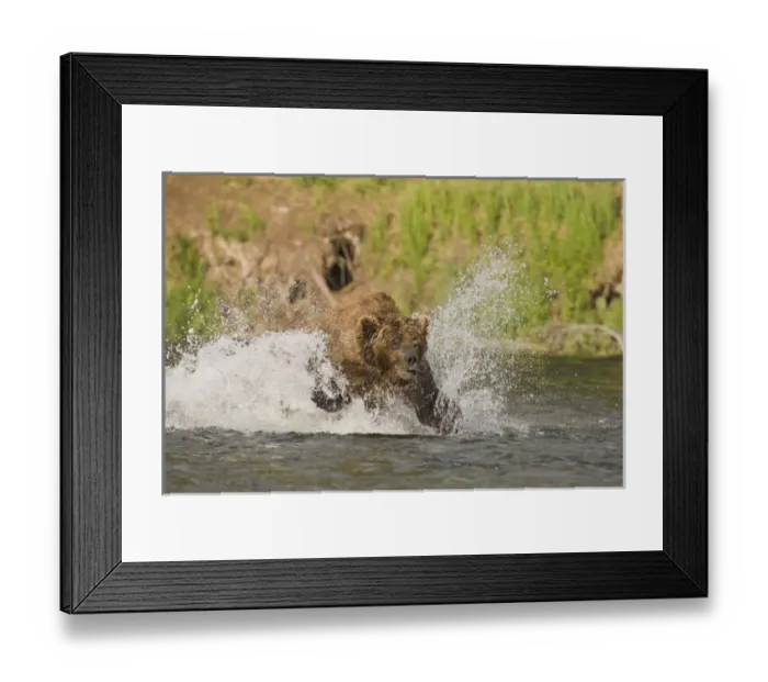 Framed Print : A brown bear dives after red salmon while fishing in the Brooks River in Katmai National Framed Print : A brown bear dives after red salmon while fishing in the Brooks River in Katmai National