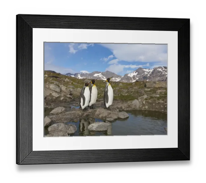Framed Print : A group of penguins standing together on banks of Nigu River