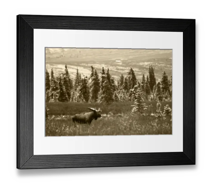 Framed Print : USA, Alaska, Denali National Park And Preserve, , Bull moose standing in field Framed Print : USA, Alaska, Denali National Park And Preserve, , Bull moose standing in field
