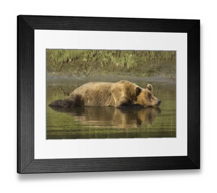 Framed Print : Adult coastal grizzly bear (ursus arctos). cools off in tidal creek. Lake Clark National Park Framed Print : Adult coastal grizzly bear (ursus arctos). cools off in tidal creek. Lake Clark National Park