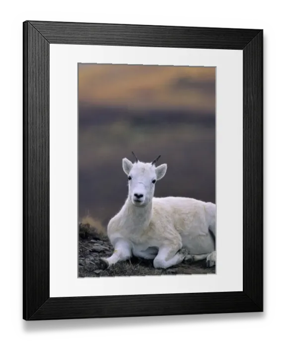 Framed Print : USA, Alaska, Dall Sheep, Ewe, Denali National Park Framed Print : USA, Alaska, Dall Sheep, Ewe, Denali National Park