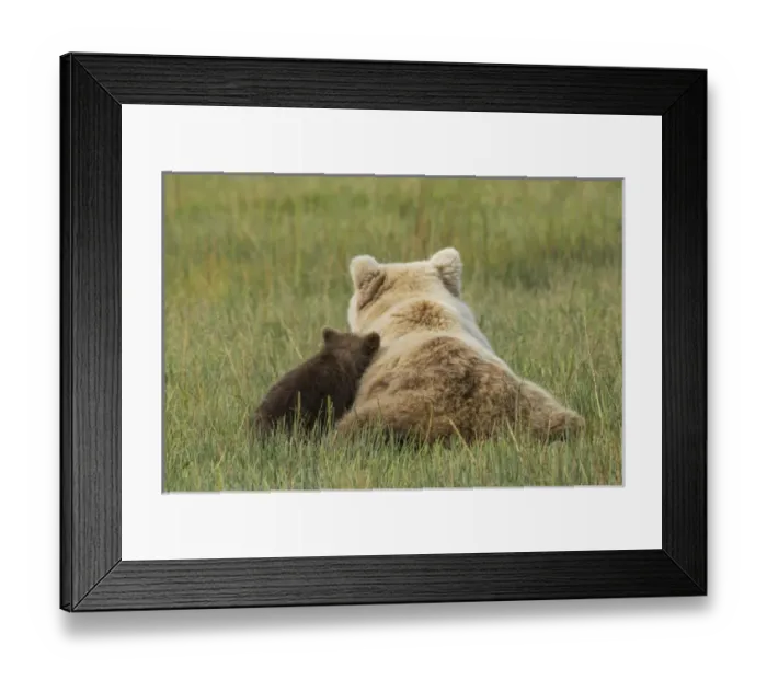 Framed Print : Young coastal grizzly cub (Ursus arctos) leans against its mother while resting in a meadow Framed Print : Young coastal grizzly cub (Ursus arctos) leans against its mother while resting in a meadow