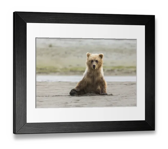 Framed Print : Immature coastal grizzly bear (ursus arctos) sits on beach. Lake Clark National Park Framed Print : Immature coastal grizzly bear (ursus arctos) sits on beach. Lake Clark National Park