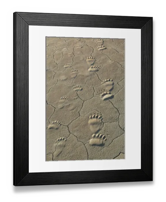 Framed Print : Footprints of adult and cub coastal grizzly bears in Lake Clark National Park, Alaska