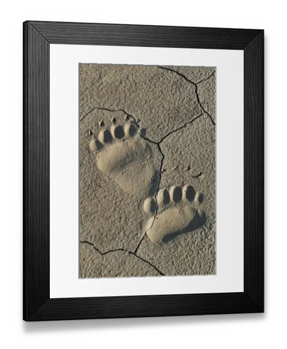 Framed Print : Footprints of adult coastal grizzly bear (ursus arctos). Lake Clark National Park, Alaska