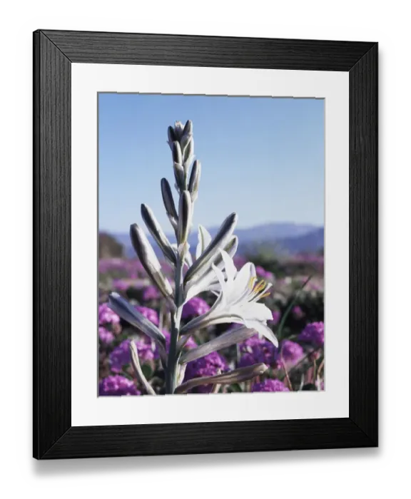 Framed Print : CTF-0814. USA, California, Anza-Borrego Desert State Park Framed Print : CTF-0814. USA, California, Anza-Borrego Desert State Park