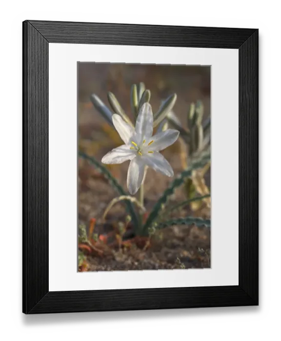 Framed Print : USA; California; San Diego. ADesert Lily Wildflowers in Anza Borrego Desert State Park Framed Print : USA; California; San Diego. ADesert Lily Wildflowers in Anza Borrego Desert State Park